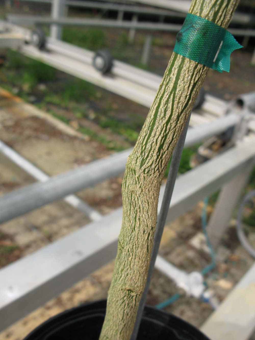              Second -  third year twig (Phillip Rucks Citrus Nursery,   Frostproof, FL)       